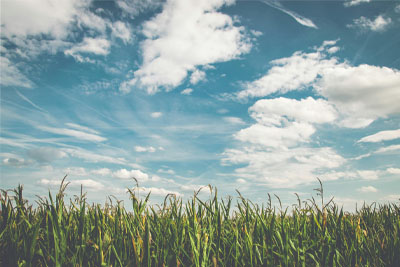 Grassy field in a rural area